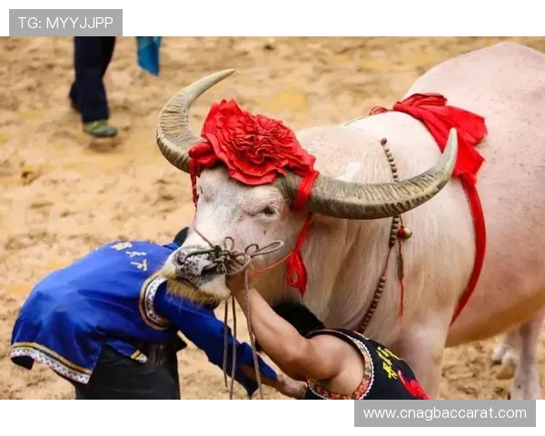 优质真人斗牛网址推荐,体验最真实刺激的线上斗牛娱乐方式 优质真人斗牛网址推荐,体验最真实刺激的线上斗牛娱乐方式